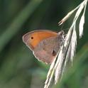 IMG_6052_Meadow_Brown.JPG